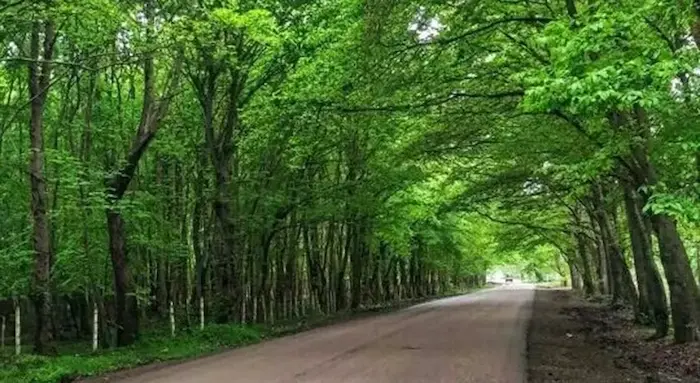 زیبایی مسیر پوشیده از درختان تنومند و در هم تنیده سرسبز جنگل بونده محمودآباد 546746465445