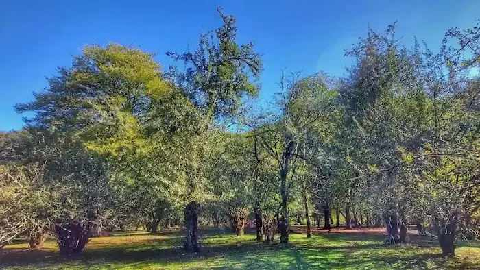 بخشی از طبیعت سرسبز جنگل روستای بلیران 66777888888