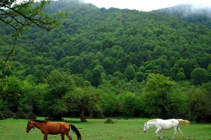 اسب های سفید و قهوه ای در جنگل روستای الیمستان 36645210