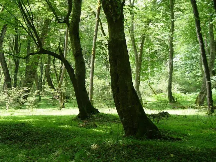 درختان تنومند بلند قامت جنگل کشپل 15652652