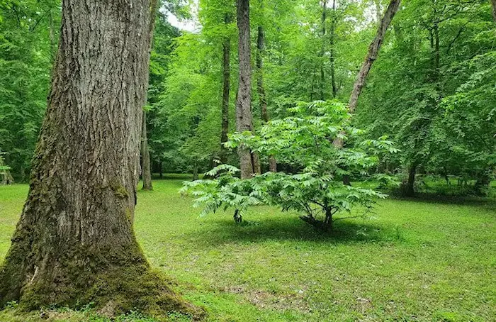 درختان تنومند در میان جنگل های سرسبز پارک جنگلی کشپل چمستان 154113