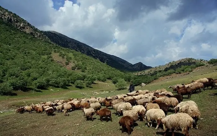چراگاه بردن گوسفندان و دامداری یکی مشاغل مردم روستای کلوده 584646854
