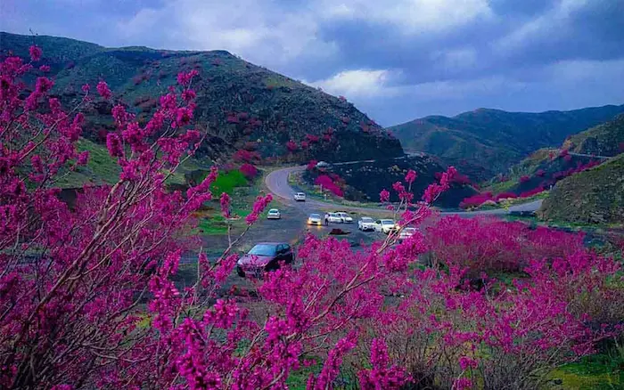 گل ارغوان در کنار جاده و تردد ماشین ها در استان مازندران 156453